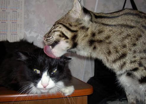 辽宁飞豹球员训练强度加大备战季后赛,辽宁飞豹现役球员