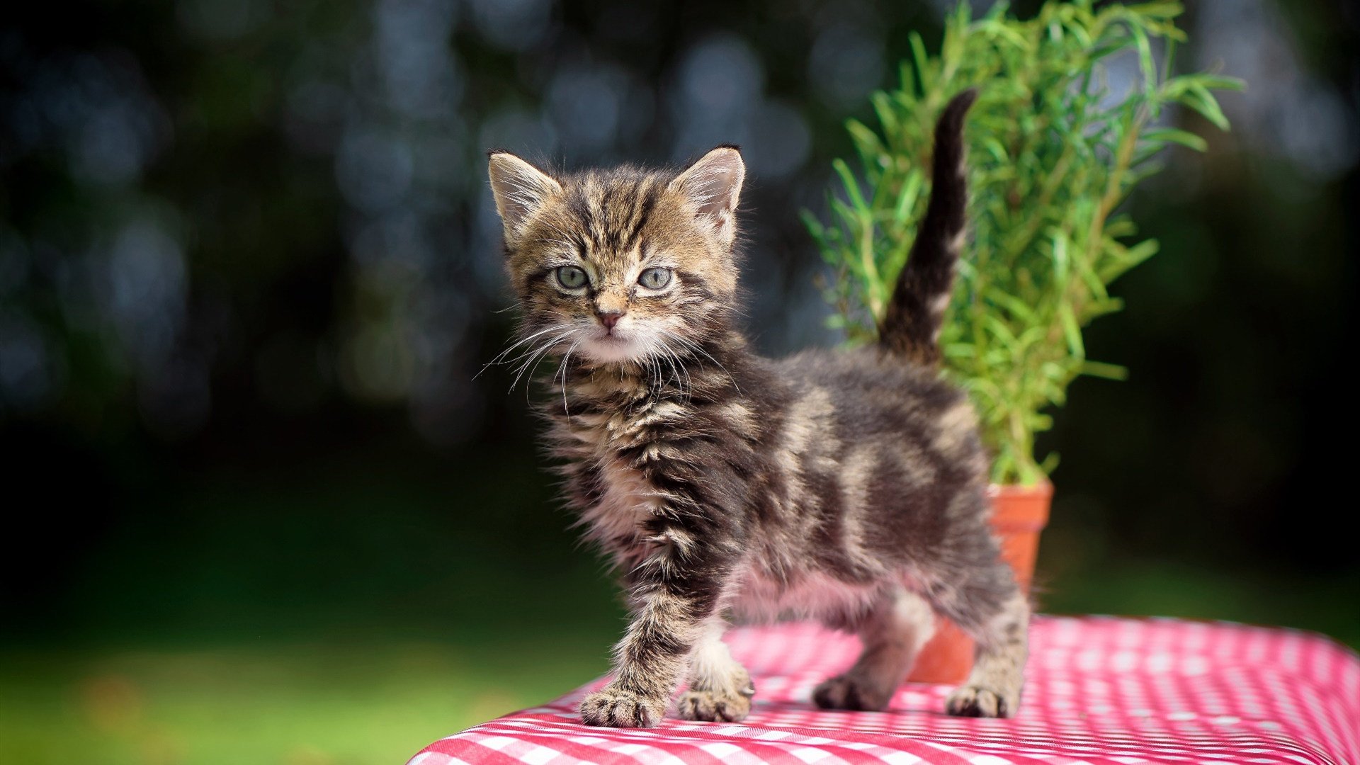 塔图姆三分线外多次拉开空间,塔图姆今天投三分
