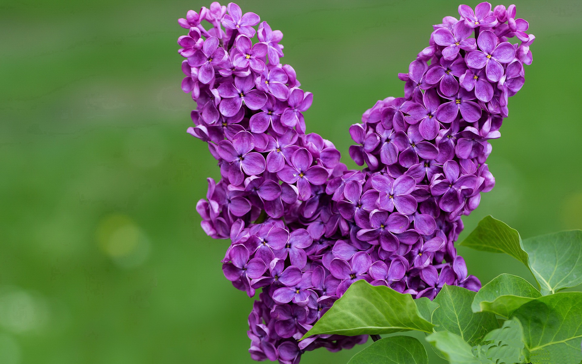 开云体育登录-女子橄榄球有望引领英式运动潮流，女子橄榄球曝光