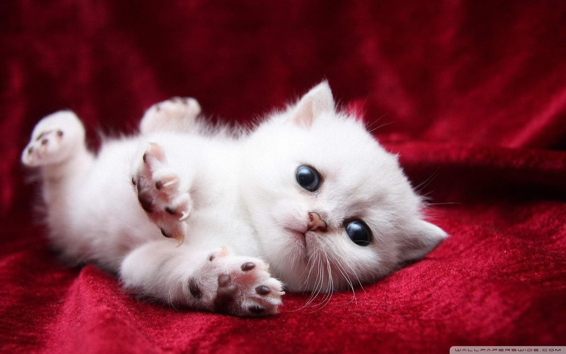 开云官网-美洲杯激情四溢：明星秀场，精彩不断！，美洲 杯