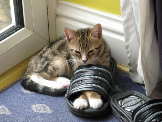 霍勒迪坦言防守端投入是胜利保障,霍勒迪主防库里