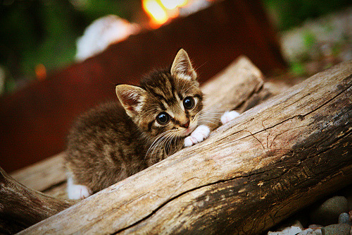 开云体育app在线-CBA公司成立不到十年 即获北京文化产业百强认可，cba公司全名