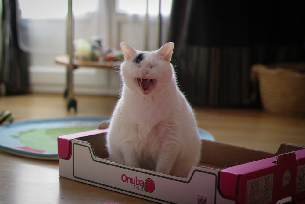 GPU自主化再进一步，摩尔线程成功过会，摩尔线程工作强度